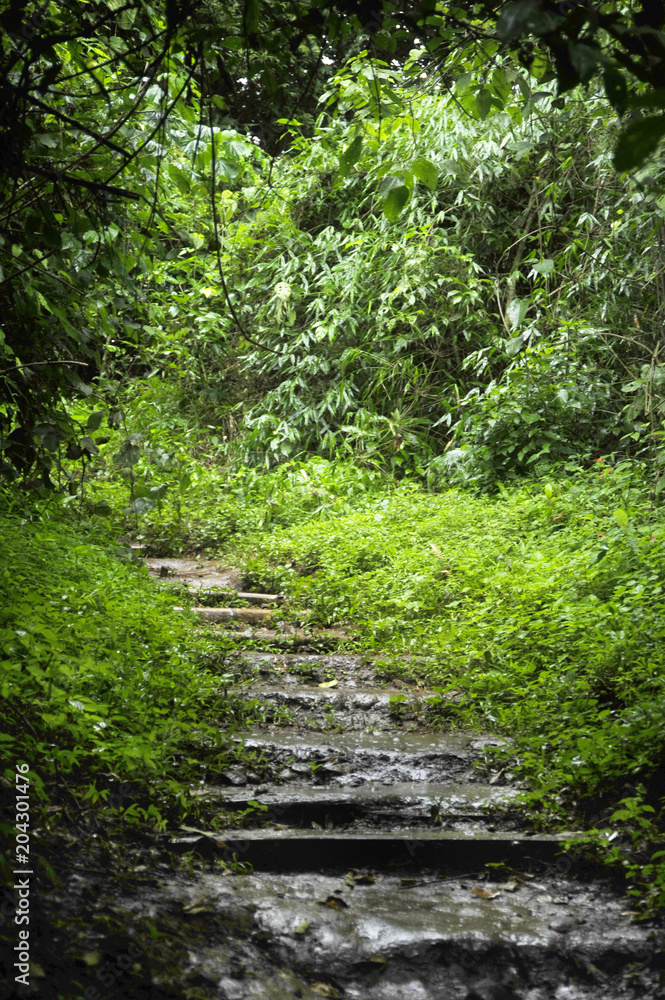 A small section of the hiking trail to Catarata Zamora and Catar A small section of the hiking trail to Catarata Zamora and Catar