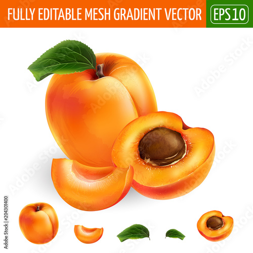 Apricot on white background. Vector illustration