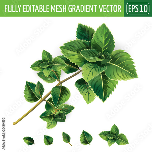 Mint on white background. Vector illustration