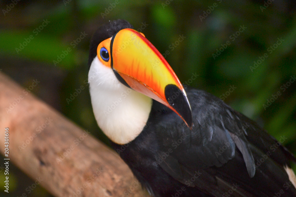 Fototapeta premium tucano passaro