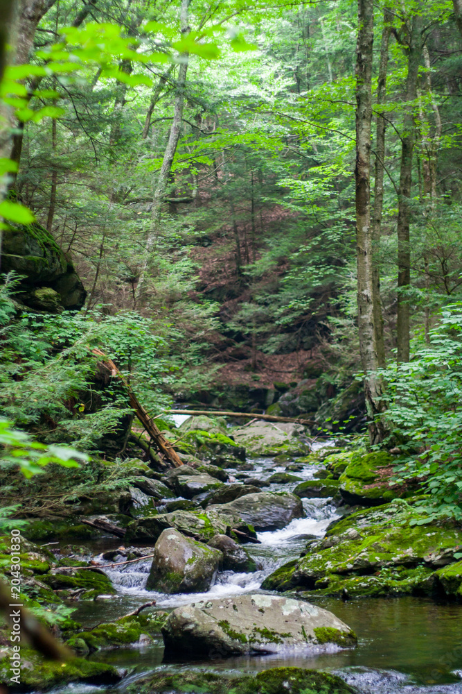 Creek Flowing Through Rock in Dense Forest Creek Flowing Through Rock in Dense Forest