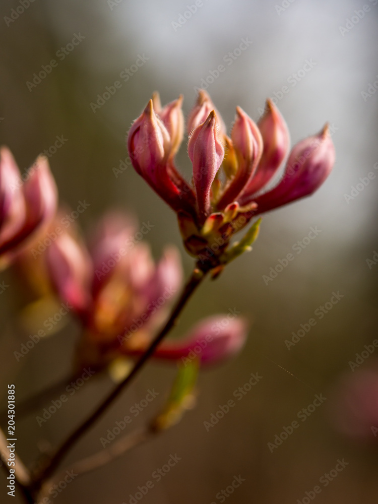 Close Up, Flowers in Bloom, Pink Azalea, Pinxter Flower