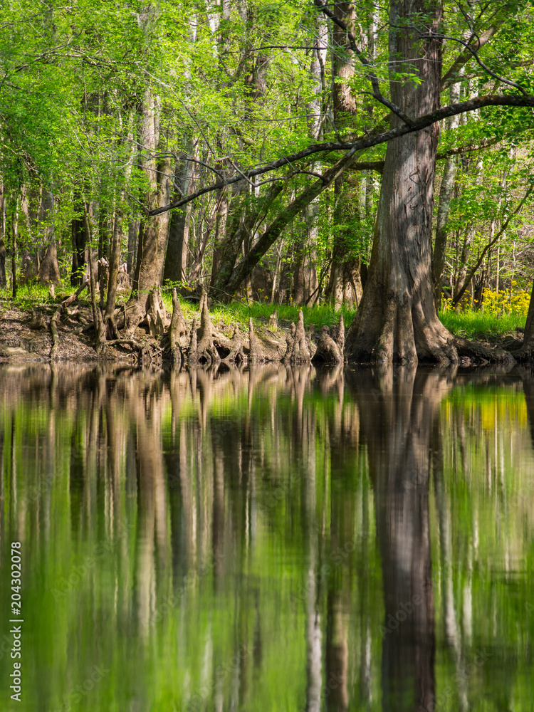 Obraz premium Tree Lined Banks of Cedar Creek, Congaree National Park