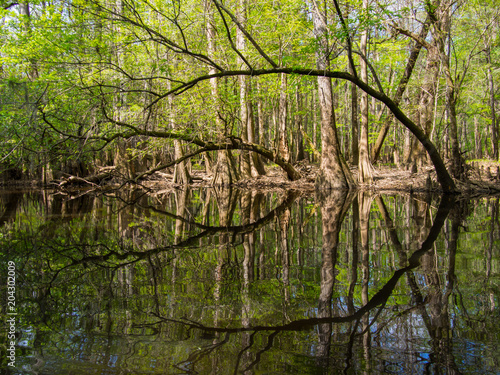 Tree Lined Banks of Cedar Creek, Congaree National Park photo