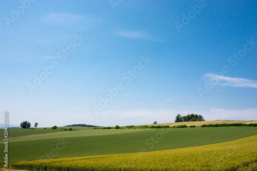 青空とムギ畑 © kinpouge