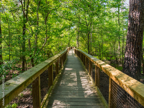 Boardwalk Through Forest - Congaree National Park