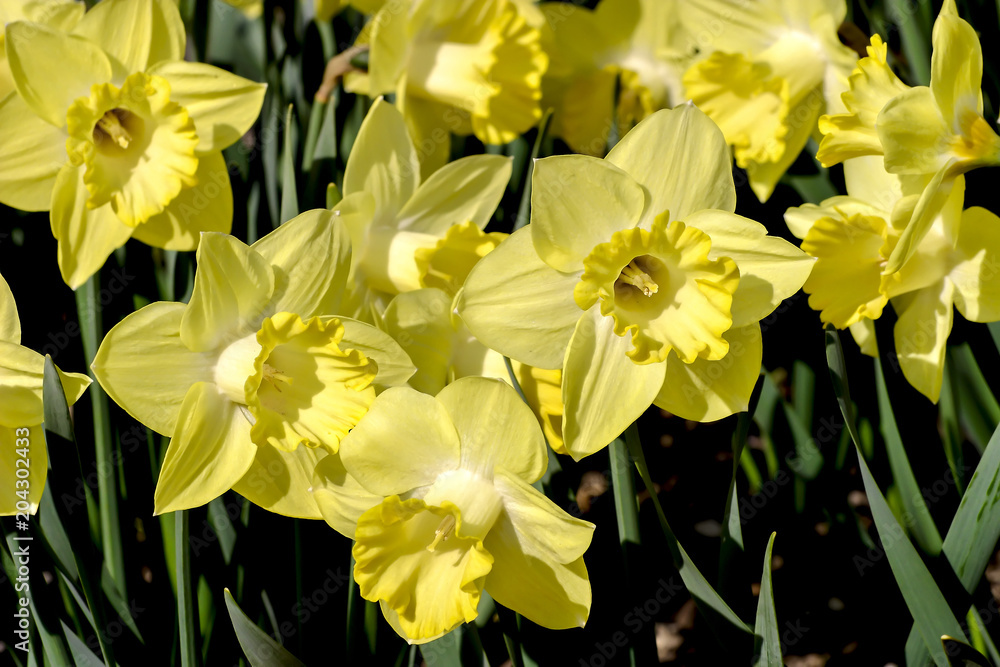 Narzisse Pistachio (Narcissus, Amarylli daeceae), Blüten im Frühling, Frühlingsblumen