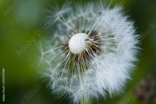 Seeded Dandelion Macro  1 