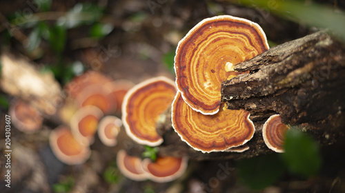 Group of orange mushrooms growing on a tree in the rainforest.
