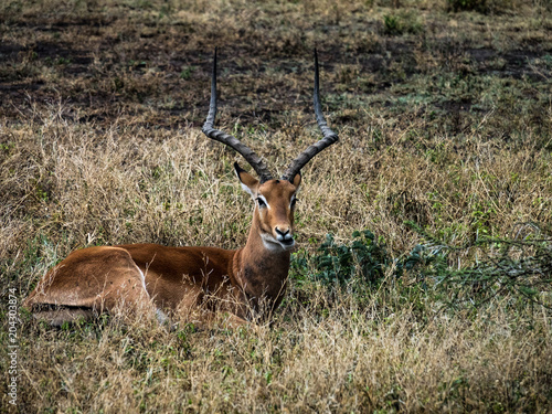  Impala Showing off his Horns
