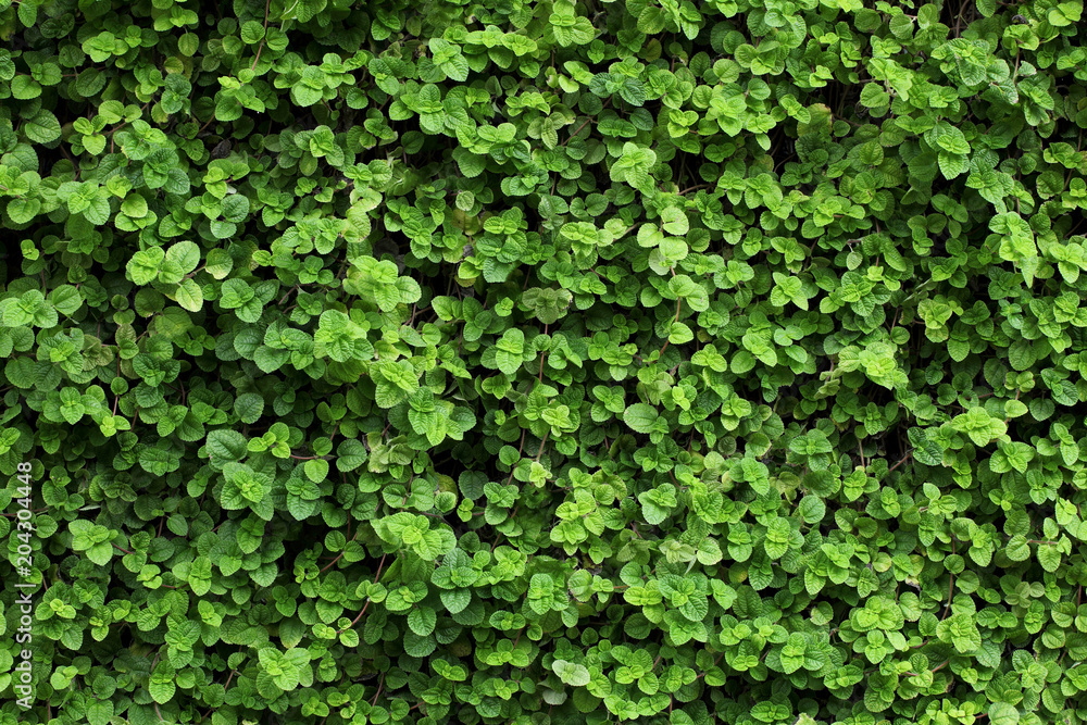 Green Leaves Pattern / Natural Pattern Background Green Leaves Pattern / Natural Pattern Background