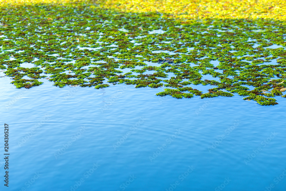 Natural green Azolla background,Mosquito ferns, an aquatic ferns or ...