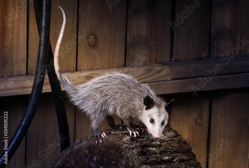 Young Virginia opossum (Didelphis virginiana) on a log near the fence. Night Scene. Texas, United States