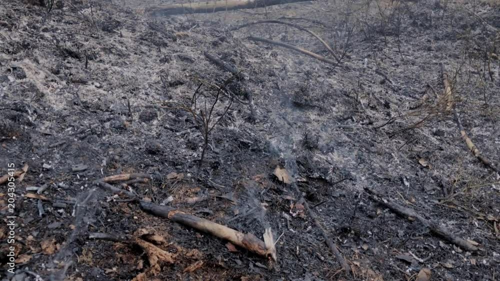 Ashes smoke after a forest fire Ashes smoke after a forest fire