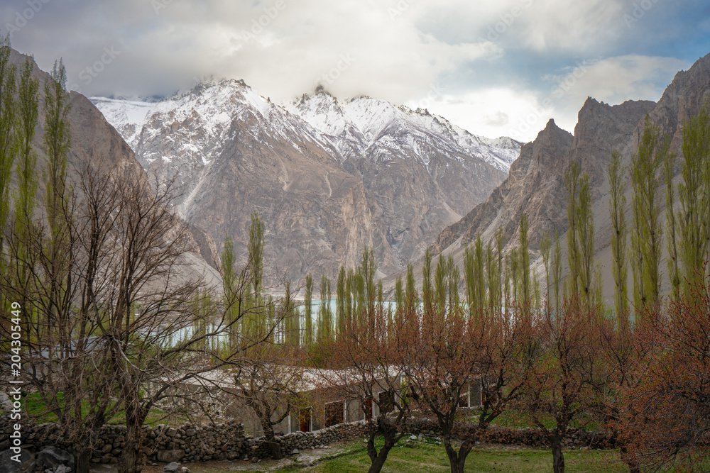 A small house surrounding with Poplar trees and blooming pink peach flowers ..Background Snow cap mountain with Attabad lake
