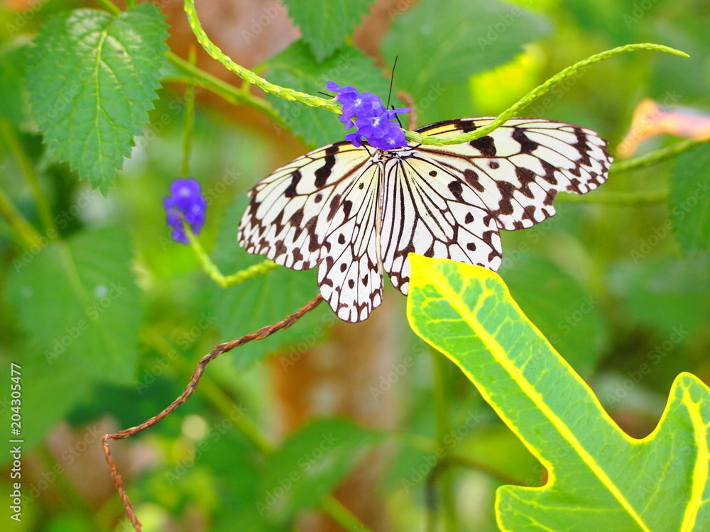 Obraz premium OLYMPUS DIGITAL CAMERA