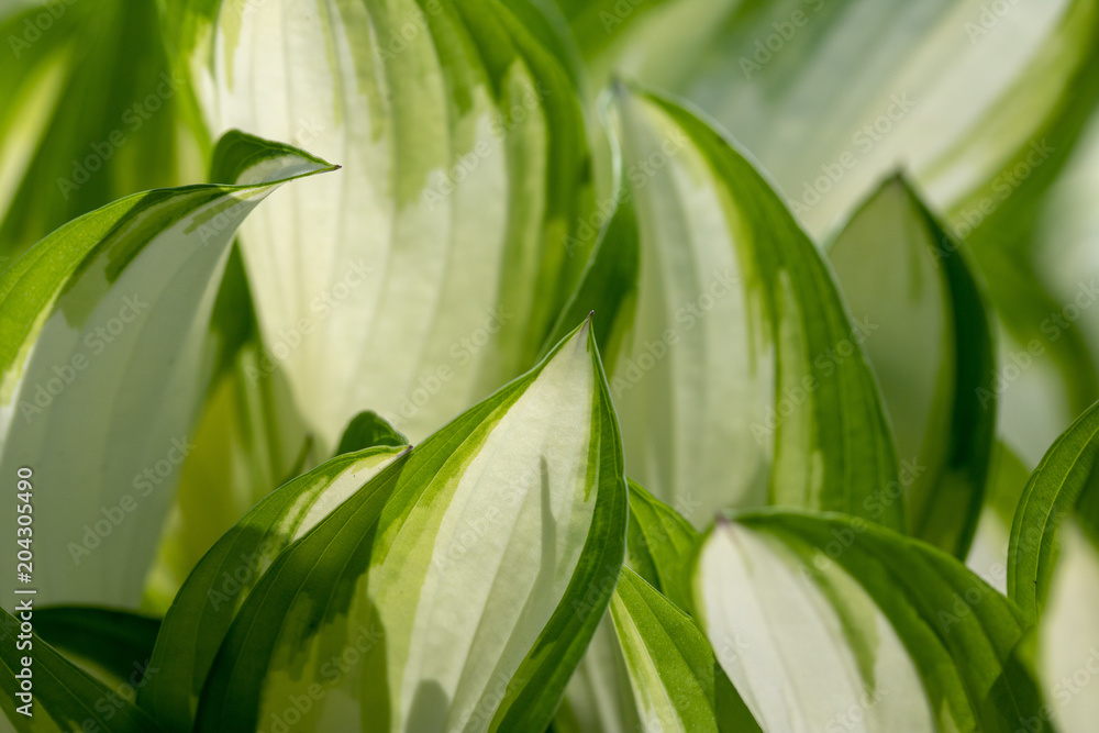 Green and white hosta leaves Green and white hosta leaves