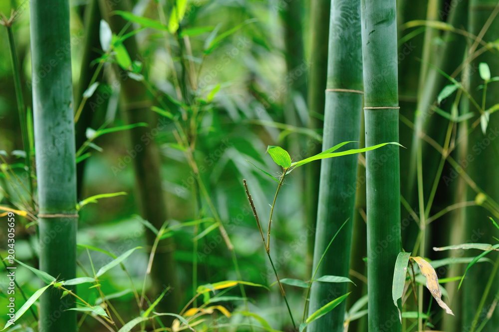 Fototapeta bambusowe drzewa w ogrodzie