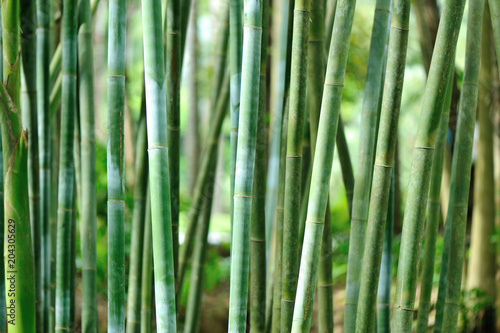 bamboo trees in garden