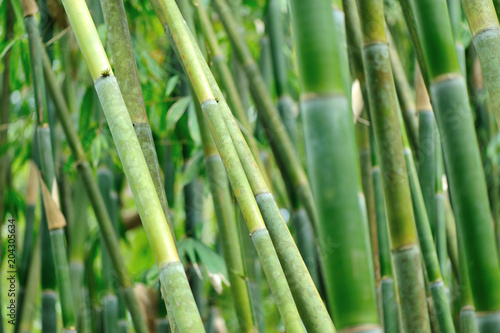 bamboo trees in garden