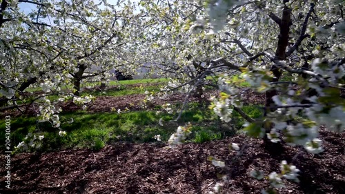 Wallpaper Mural Closeup steadicam motion through a blossoming cherry tree in an orchard on a sunny day. Torontodigital.ca