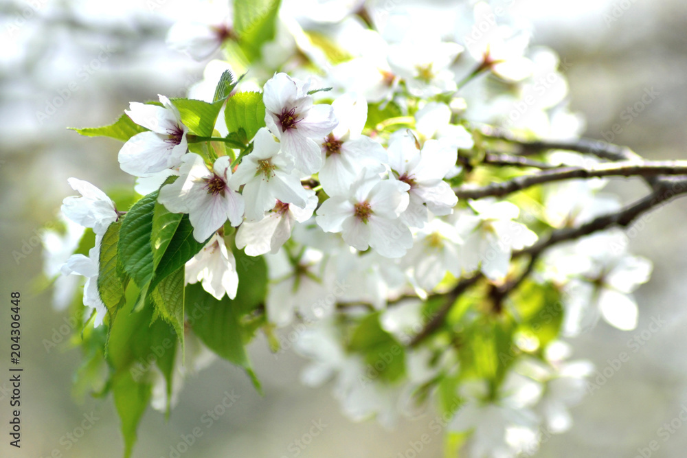 大島桜 白い花アップ