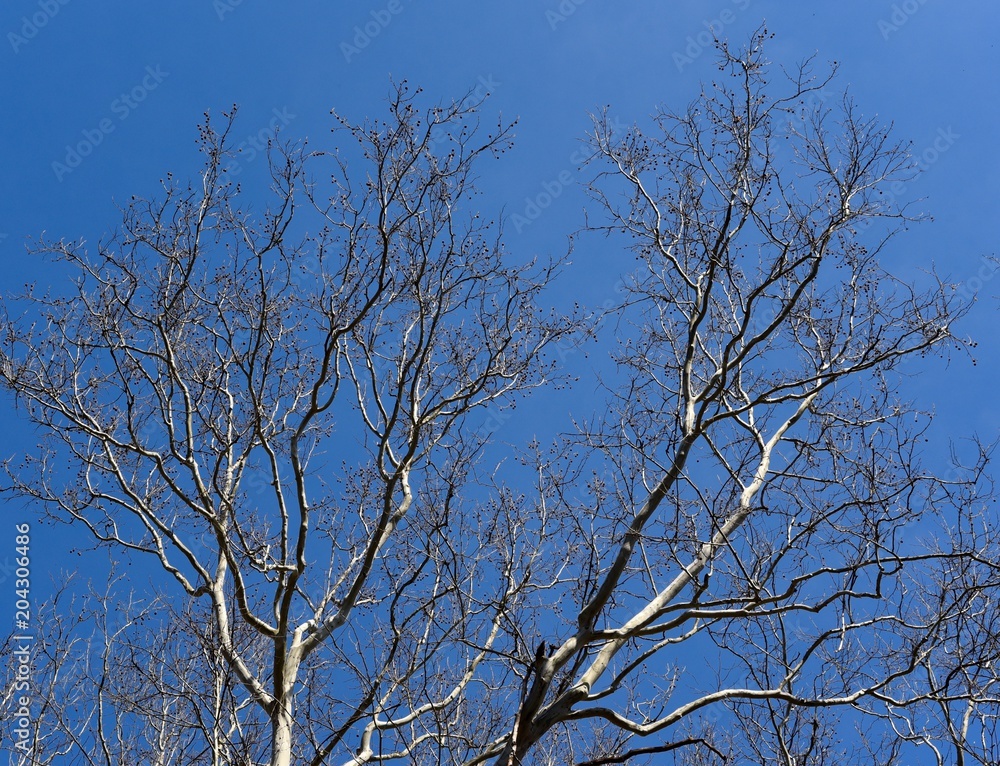 White and brown branches of a sycamore tree silhouetted against a blue sky. White and brown branches of a sycamore tree silhouetted against a blue sky.