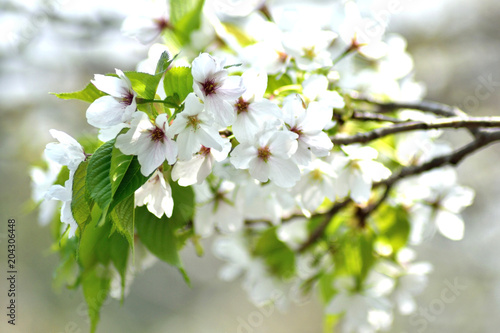 大島桜 白い花アップ