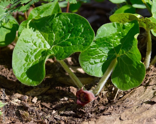 Bright green leaves and unusual purple flower of wild ginger.