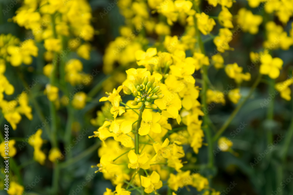 Rapeseed field. Background of rape blossoms. Flowering rape on the field Rapeseed field. Background of rape blossoms. Flowering rape on the field