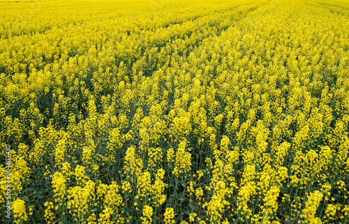 Rapeseed field. Background of rape blossoms. Flowering rape on the field photo