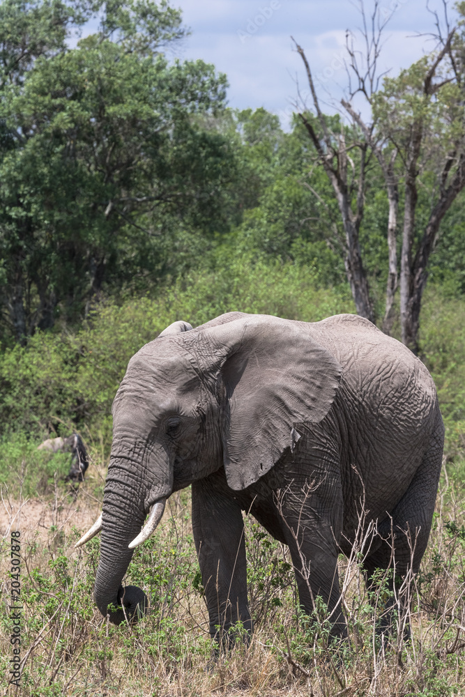 Big elephant close-up in the savannah. Masai Mara, Kenya