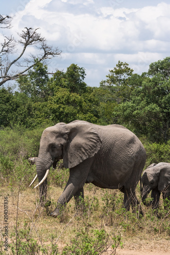 Elephant and baby elephant in the savannah. Masai Mara  Kenya