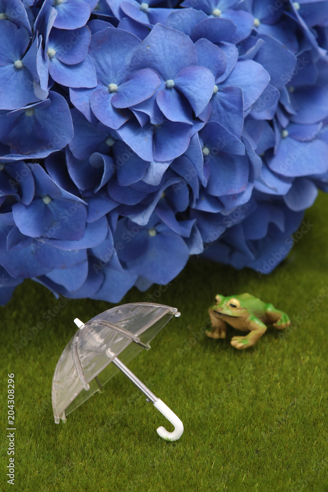 あじさい 傘 かえる 梅雨イメージ Stock Photo Adobe Stock