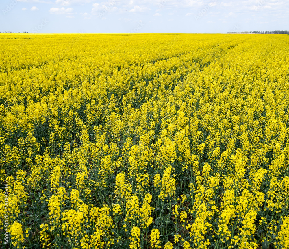Obraz premium Rapeseed field. Yellow rape flowers, field landscape. Blue sky and rape on the field