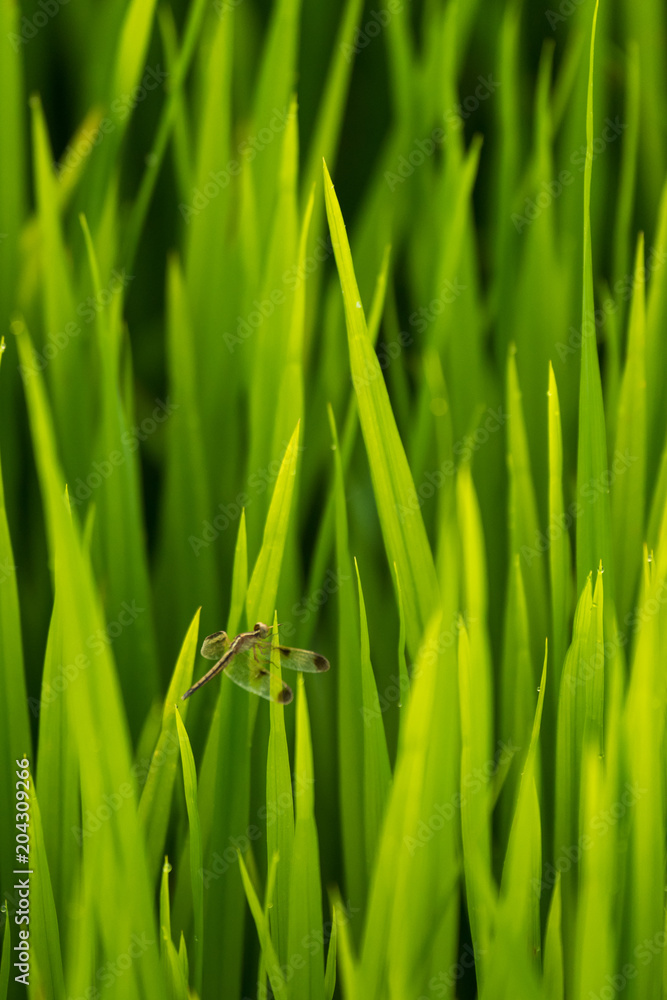 close up dragonfly on top rice in a paddy field background in Thailand. close up dragonfly on top rice in a paddy field background in Thailand.