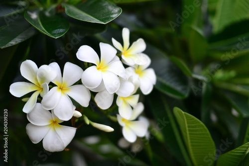 White Plumeria flower. © dekliyngkaea
