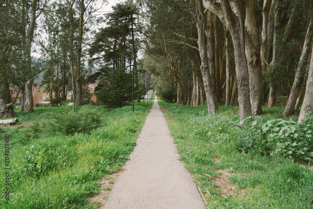 Fototapeta premium Forest Path Green Road Through Trees Presedio San Francisco California