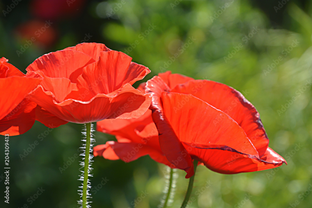 Obraz premium Red Poppy Flowers