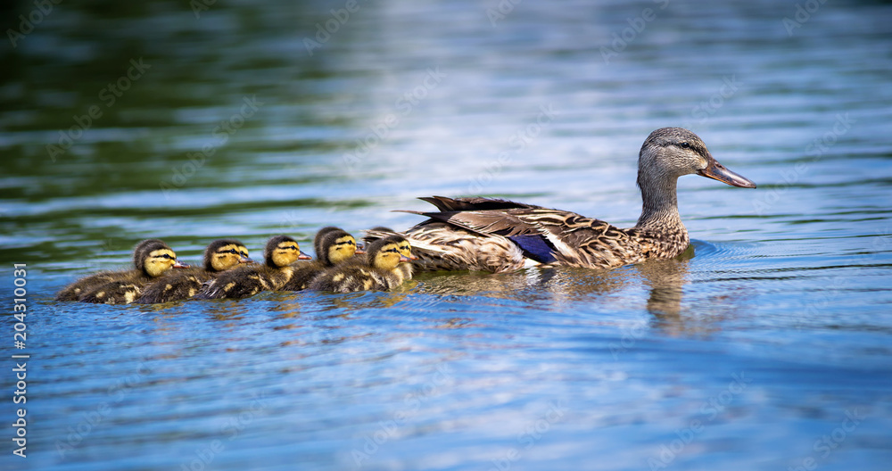 Fototapeta premium Samica kaczki krzyżówki (Anas platyrhynchos) i urocze kaczątka pływające w jeziorze