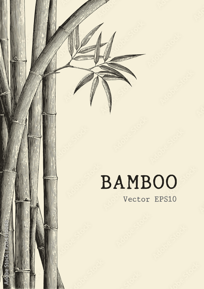 Fototapeta Bamboo background hand drawing engraving style