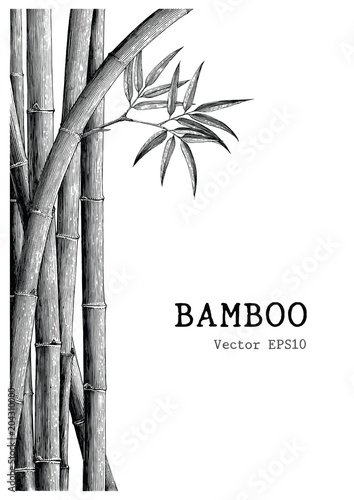 Bamboo background hand drawing engraving style