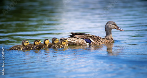 Valokuvatapetti Female Mallard duck (Anas platyrhynchos) and adorable ducklings swimming in lake