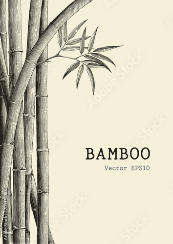 Bamboo background hand drawing engraving style