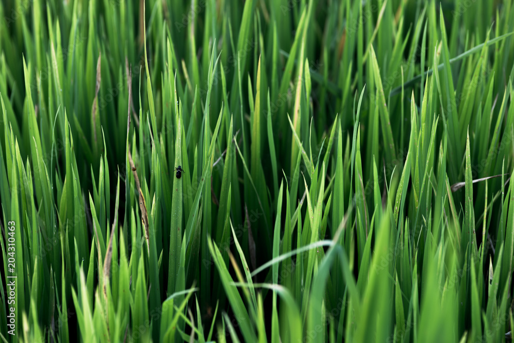 Rice field , The beautiful of rice field from the top view background in Thailand. Rice field , The beautiful of rice field from the top view background in Thailand.