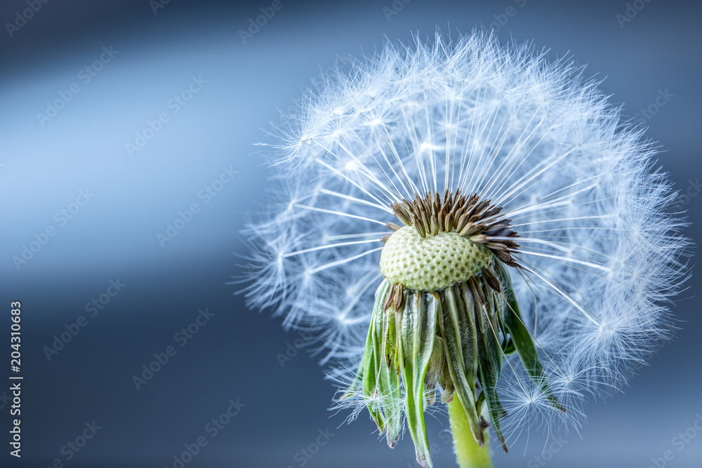 Fototapeta premium Close-up of dandelion seeds as art blue background
