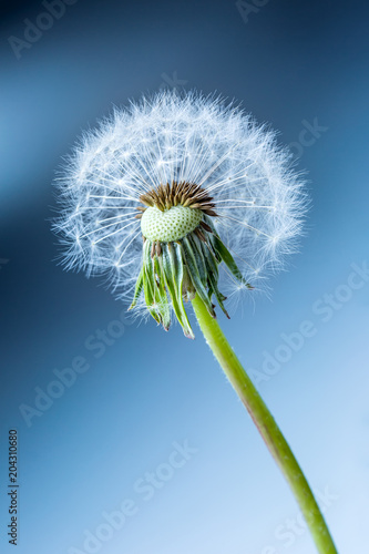 Close-up of dandelion seeds as art blue background