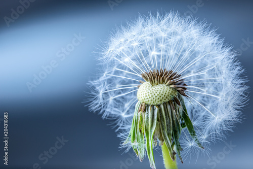 Fototapeta Naklejka Na Ścianę i Meble -  Close-up of dandelion seeds as art blue background