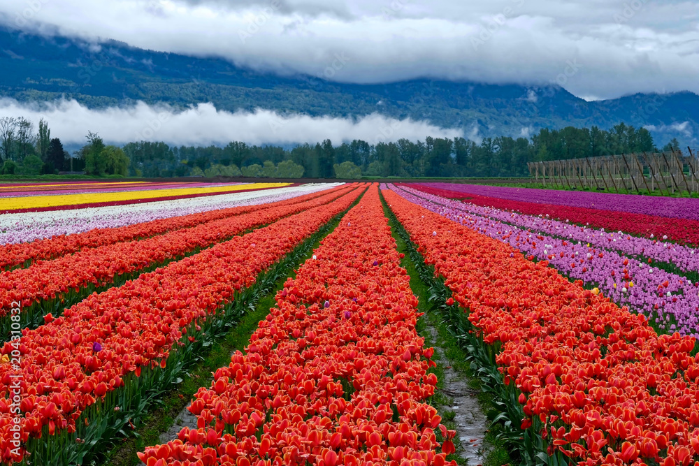 Tulip festival in Chilliwack. Tulips of the Valley. Tulip fields in  Fraser Valley near Vancouver, British Columbia. Canada.