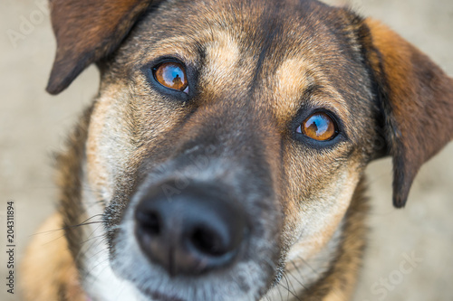 curious dog